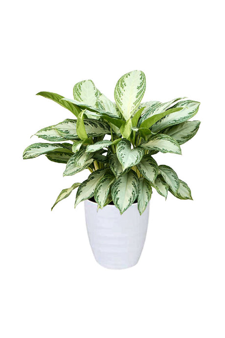 Aglaonema Silver Bay – Indoor plant with wide silver-green variegated leaves in Dubai, UAE