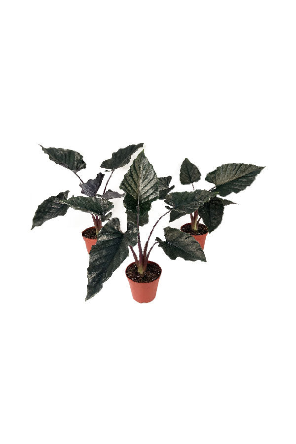 Alocasia Antoro Velvet – Rare Velvet Elephant Ear Indoor Plant