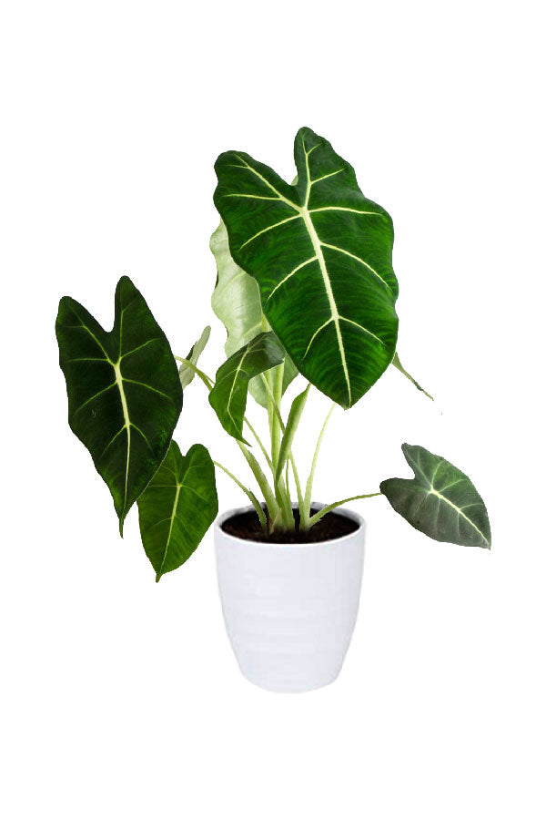 Alocasia Frydek plant – velvety deep green elephant ear leaves with bright white veins in decorative pot
