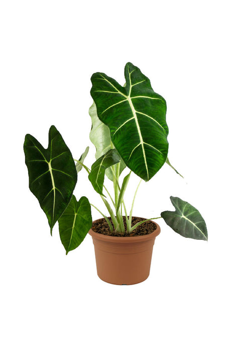 Alocasia Frydek – Green Velvet Elephant Ear Indoor Plant