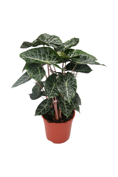 Alocasia Pink Dragon – Rare Tropical Plant with Striking Pink Stems and Glossy Foliage