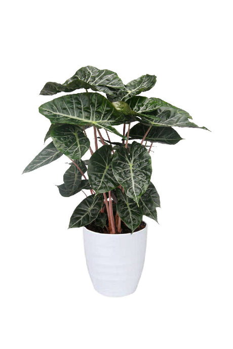 Alocasia Pink Dragon – Indoor plant with pink stems and glossy dark green leaves