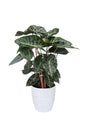 Alocasia Pink Dragon – Indoor plant with pink stems and glossy dark green leaves