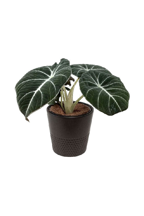 Alocasia Black Velvet – Rare Compact Indoor Plant