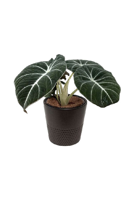 Alocasia Black Velvet – Rare Compact Indoor Plant