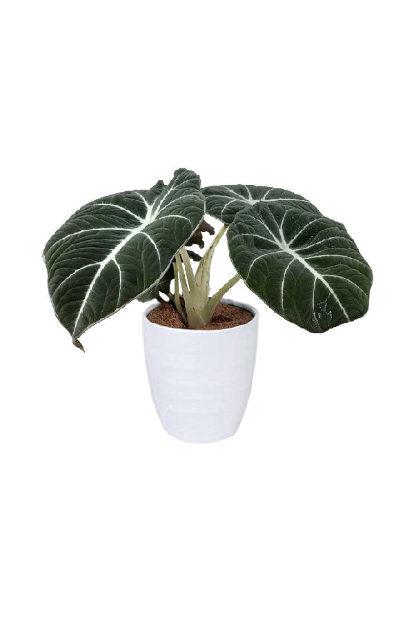 Alocasia Black Velvet – Compact indoor plant with dark velvety leaves and silver veins
🧾 Collection Description (SEO Optimized)
🌿 Alocasia Black Velvet – A Jewel of the Indoor Plant World
The Alocasia Black Velvet (Alocasia reginula) is a compact yet striking member of the Alocasia family, beloved for its rich, velvety dark leaves accented by silvery-white veins. Native to the tropical forests of Southeast Asia, this small