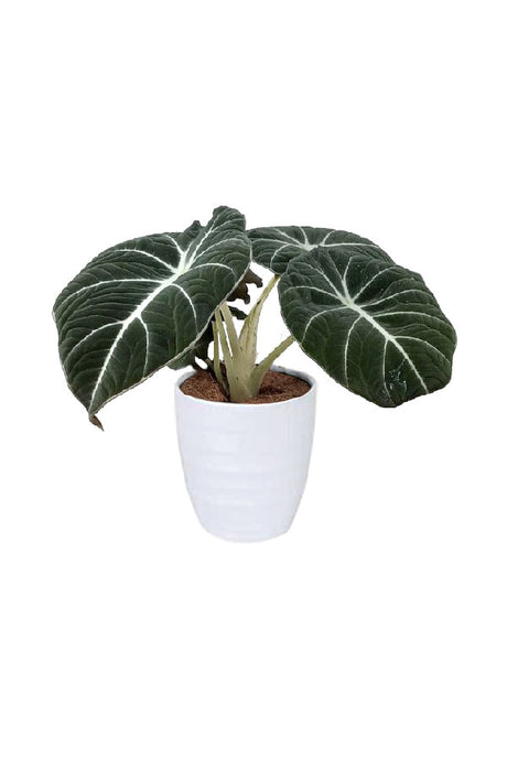 Alocasia Black Velvet – Compact indoor plant with dark velvety leaves and silver veins
🧾 Collection Description (SEO Optimized)
🌿 Alocasia Black Velvet – A Jewel of the Indoor Plant World
The Alocasia Black Velvet (Alocasia reginula) is a compact yet striking member of the Alocasia family, beloved for its rich, velvety dark leaves accented by silvery-white veins. Native to the tropical forests of Southeast Asia, this small