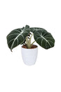 Alocasia Black Velvet – Compact indoor plant with dark velvety leaves and silver veins
🧾 Collection Description (SEO Optimized)
🌿 Alocasia Black Velvet – A Jewel of the Indoor Plant World
The Alocasia Black Velvet (Alocasia reginula) is a compact yet striking member of the Alocasia family, beloved for its rich, velvety dark leaves accented by silvery-white veins. Native to the tropical forests of Southeast Asia, this small