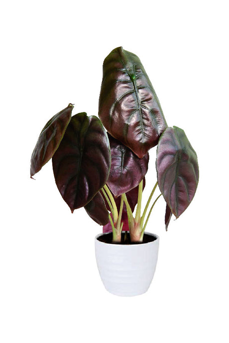 Alocasia "Red Secret" – Tropical indoor plant with red stems and dark green glossy leaves