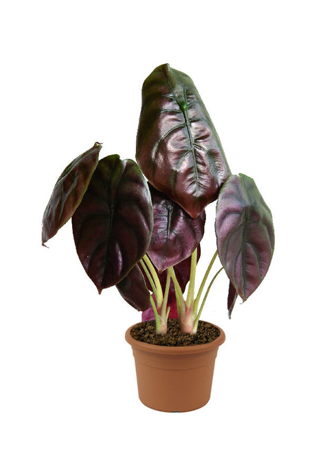 Alocasia "Red Secret" – Tropical Indoor Plant