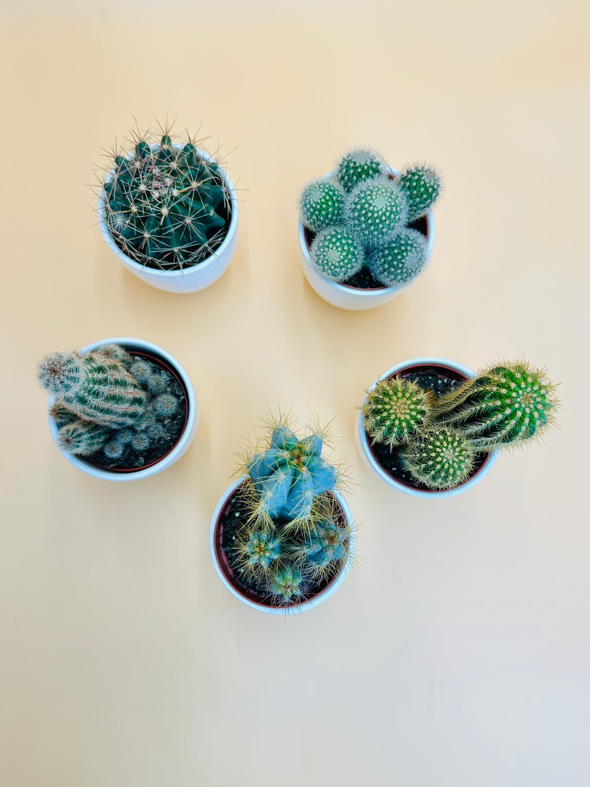 Cactus Collection With Ceramic Pot