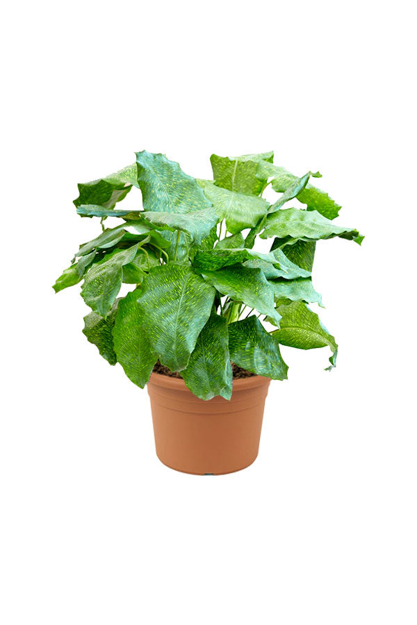 Calathea Network - Calathea Muisaca