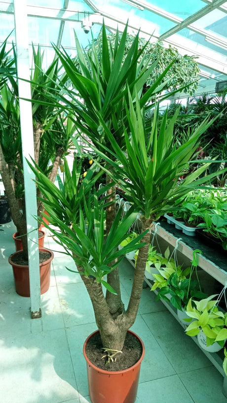 Yucca Branched - Air Purifying Indoor Plant