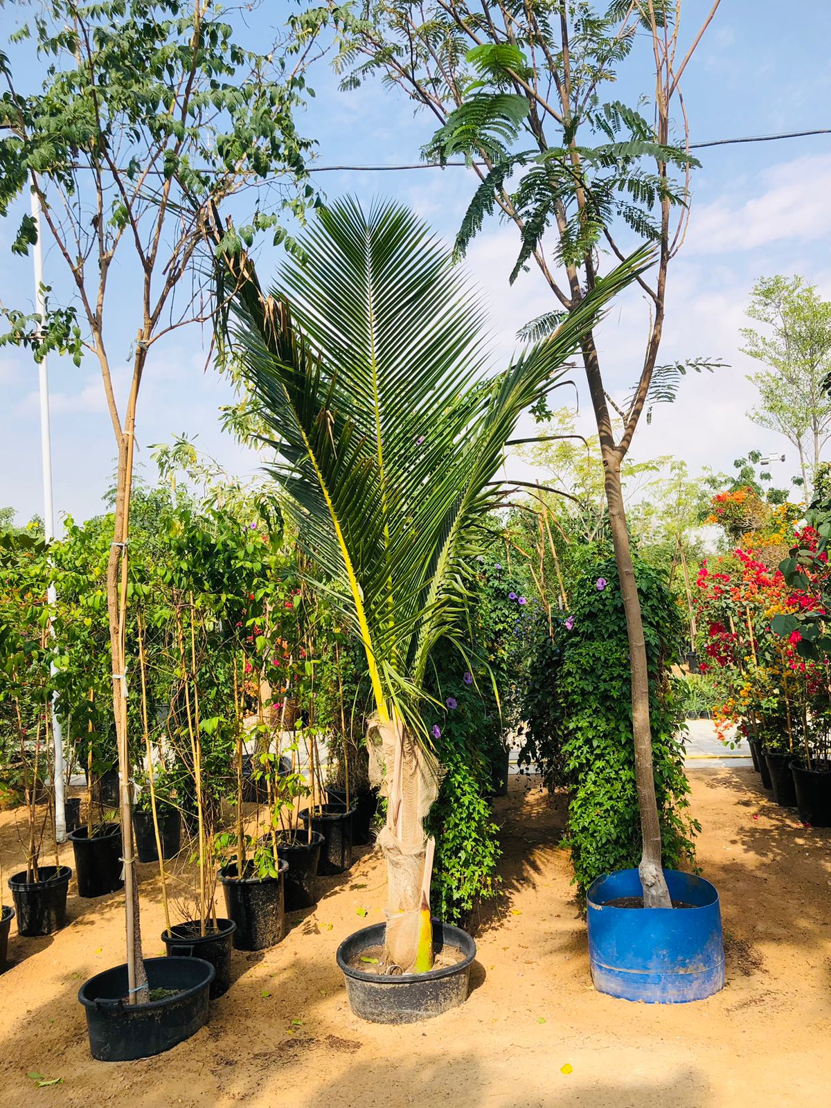 Coconut Tree - Outdoor | Buy Healthy Coconut Palm for UAE Gardens at PlantsWorld.ae