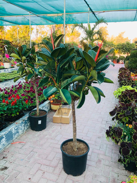 Rubber Plant Branched (Ficus Elastica) with glossy green leaves and branching stems in a decorative pot