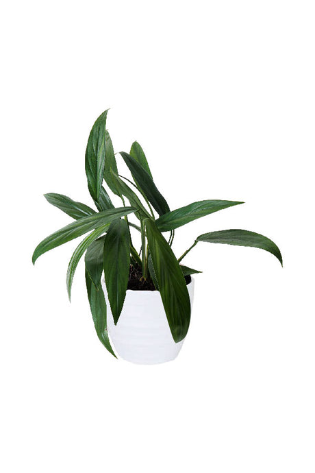Epipremnum Amplissimum Variegated – Narrow silver-green foliage trailing aroid in decorative pot