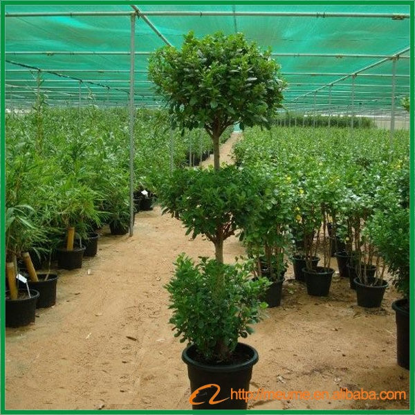 Ficus Panda - Ficus Retusa