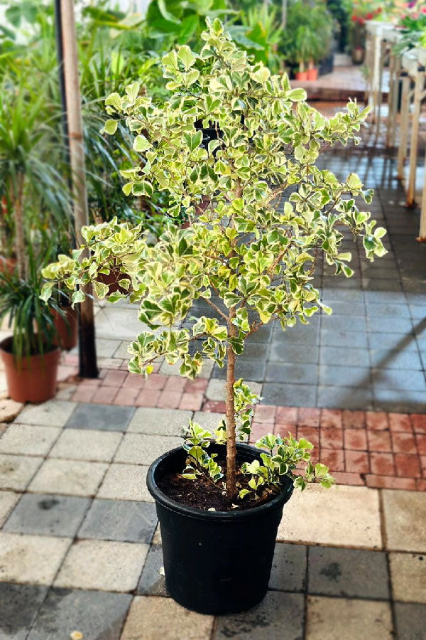 Ficus Variegated indoor plant with cream and green foliage in a decorative pot, perfect for home and office décor
