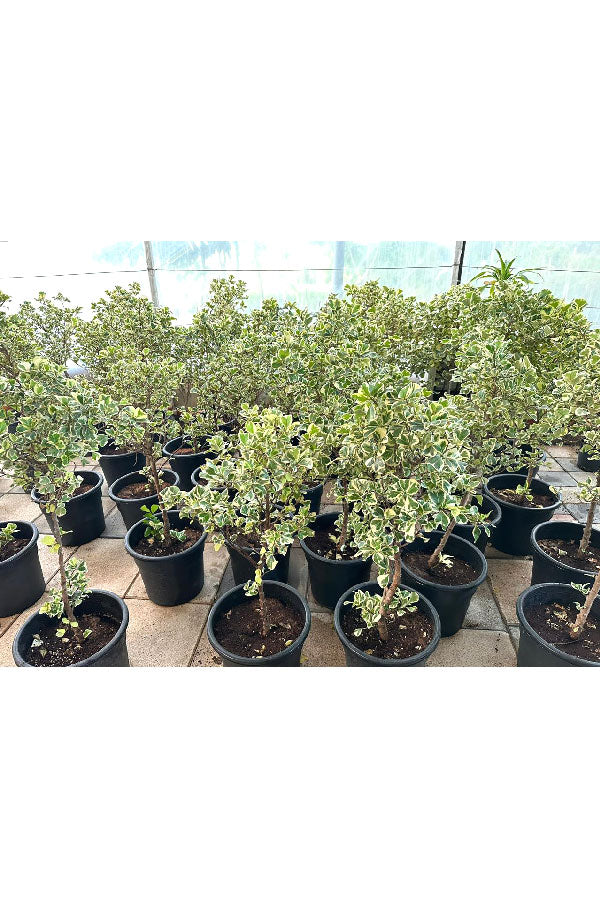 Ficus Variegated – Decorative Indoor Plant with Elegant Foliage