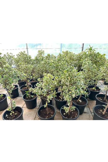 Ficus Variegated – Decorative Indoor Plant with Elegant Foliage