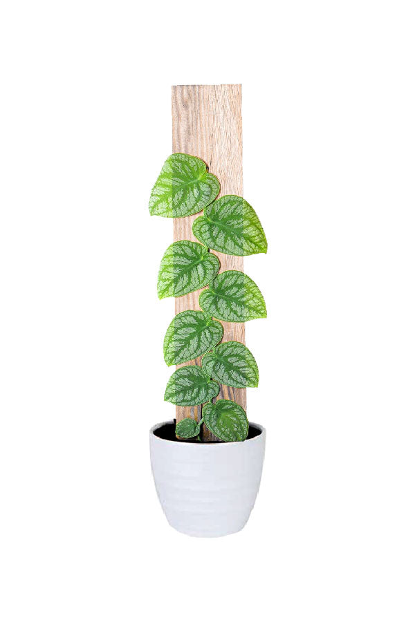Monstera Dubia plant – Shingling vine with silver and green variegated leaves on moss pole or plank