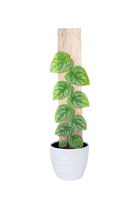 Monstera Dubia plant – Shingling vine with silver and green variegated leaves on moss pole or plank