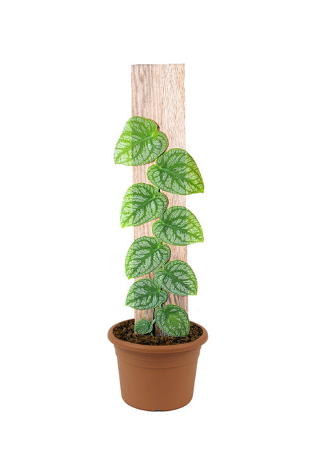 Monstera Dubia – Rare Shingling Aroid for Indoor Plant Collectors