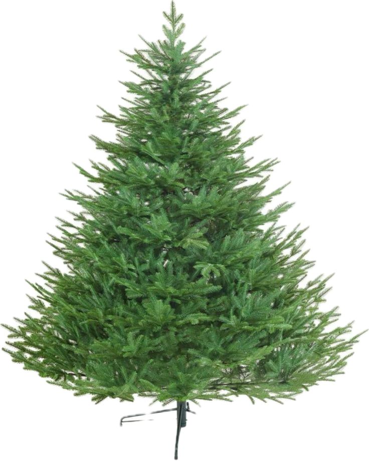 Nordmann Fir Holland Christmas Tree