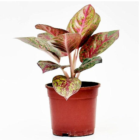 Aglaonema Pink Panther – Rare Variegated Indoor Plant