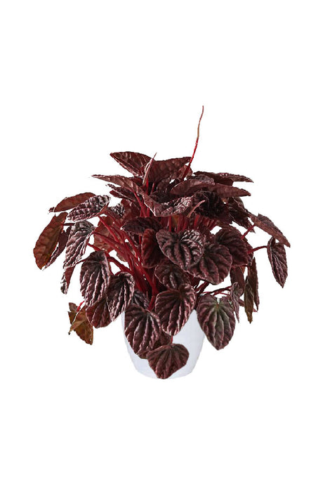 Peperomia Red Ripple with vibrant, crinkled burgundy foliage in a white ceramic pot, displayed on a modern indoor shelf