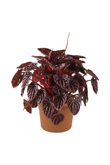 Peperomia Red Ripple – Compact Indoor Plant