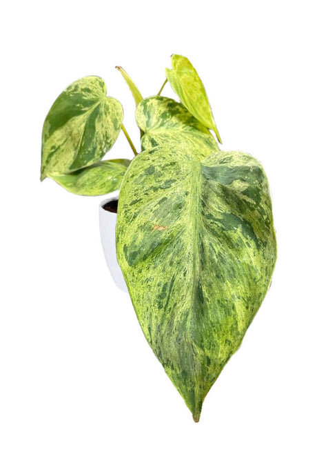 Philodendron Hederaceum Variegated – Trailing houseplant with green and cream variegated heart-shaped leaves
