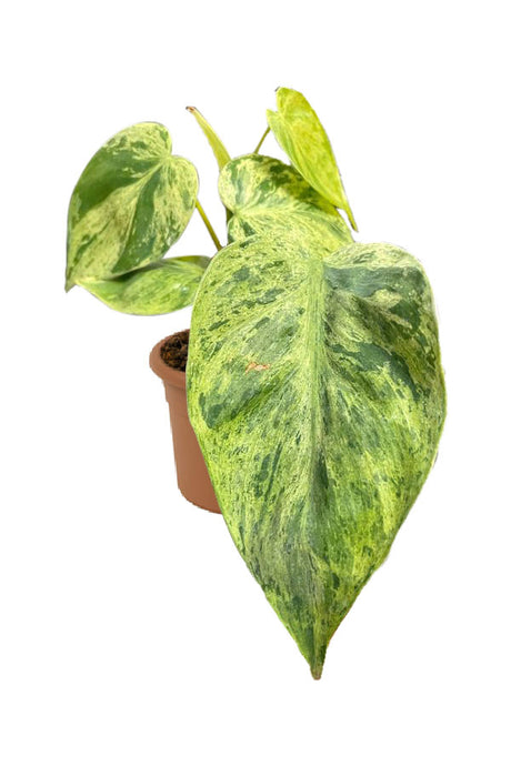 Philodendron Hederaceum Variegated – Heartleaf Trailing Plant