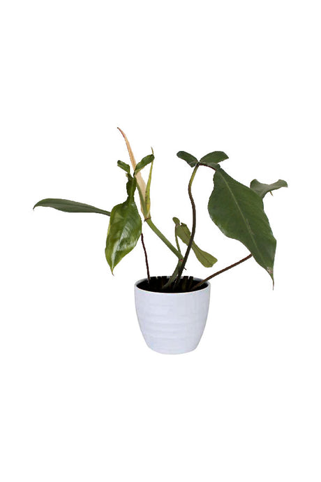 Philodendron Joepii – Rare exotic indoor plant with uniquely lobed foliage in modern indoor space