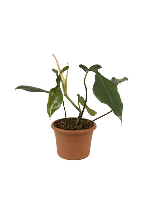 Philodendron joepii – Rare & Exotic Aroid