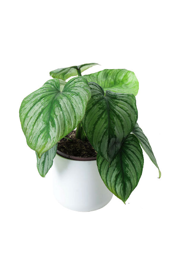 Philodendron Mamei – Broad silver-patched foliage plant in ceramic pot for indoor UAE homes