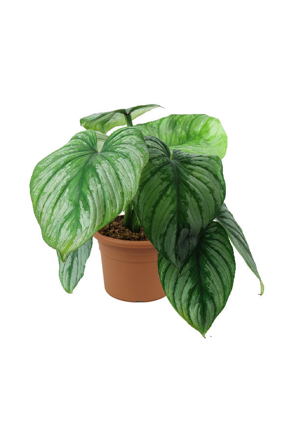Philodendron Mamei – Silver Leaf Crawling Aroid for Indoor Décor