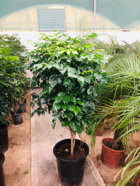 Red Machera Sinica Thick Trunk indoor plant with unique thick trunk and glossy green leaves in a decorative pot