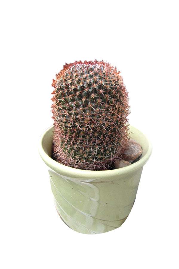 Red Headed Irishman Cactus with vibrant red spines and unique cylindrical shape