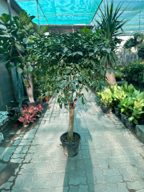 Red Machera Sinica Thick Trunk