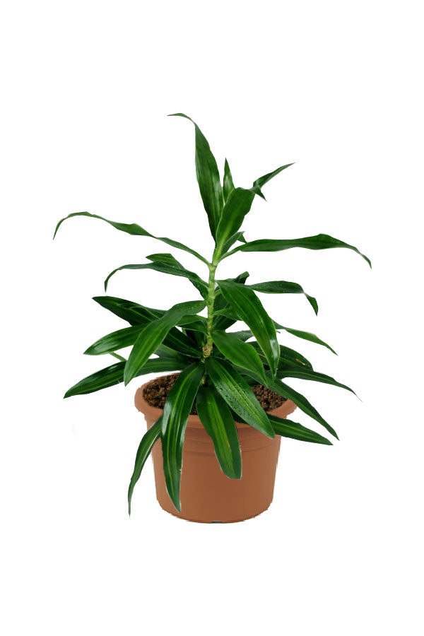 Dracaena Reflexa - Song Of Jamaica