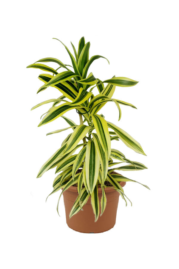 Dracaena Reflexa - Song Of India - Indoor Plant