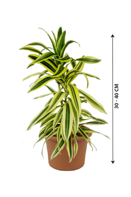 Dracaena Reflexa - Song Of India - Indoor Plant