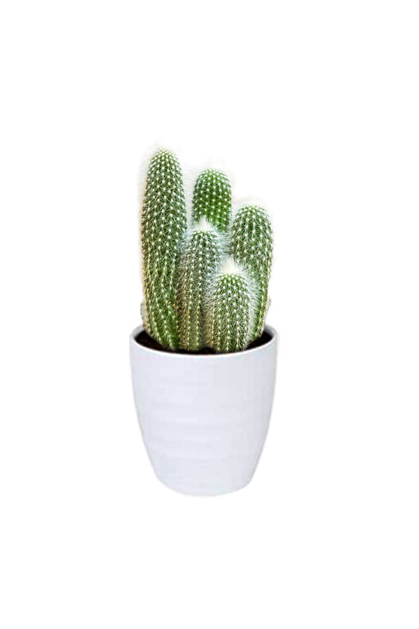 White Horn Cactus - Green Cactus