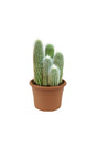 White Horn Cactus with vibrant green body and white spiky horns, ideal for indoor plant enthusiasts