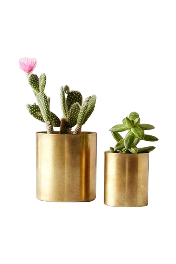 Stainless Steel Circular Planters with Gold Finishing – Elegant planters for modern home and garden décor, perfect for small to medium-sized plants.