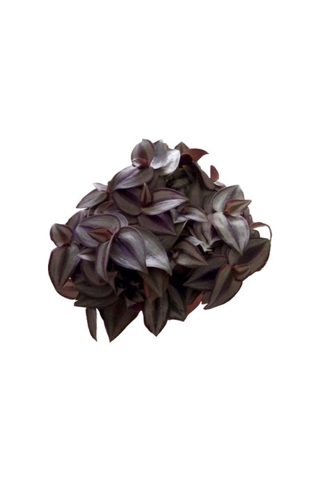 Tradescantia - Spiderwort