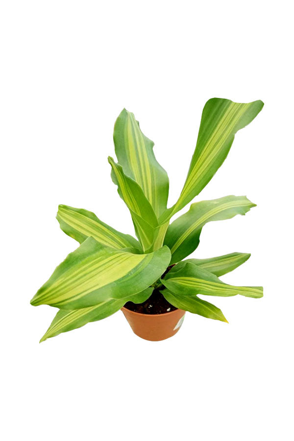 Dracaena Massangeana Short - Dracaena Fragrans
