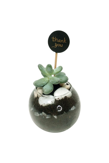 Women's Day & Mother's Day Gift- Succulent With Glass Bowl