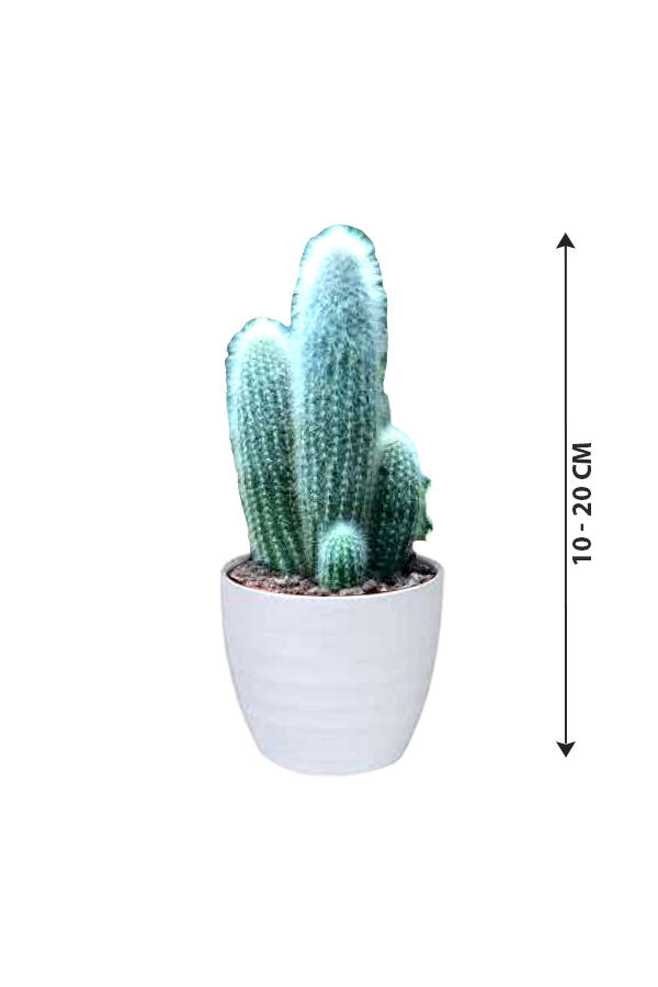 White Horn Cactus - Green Cactus